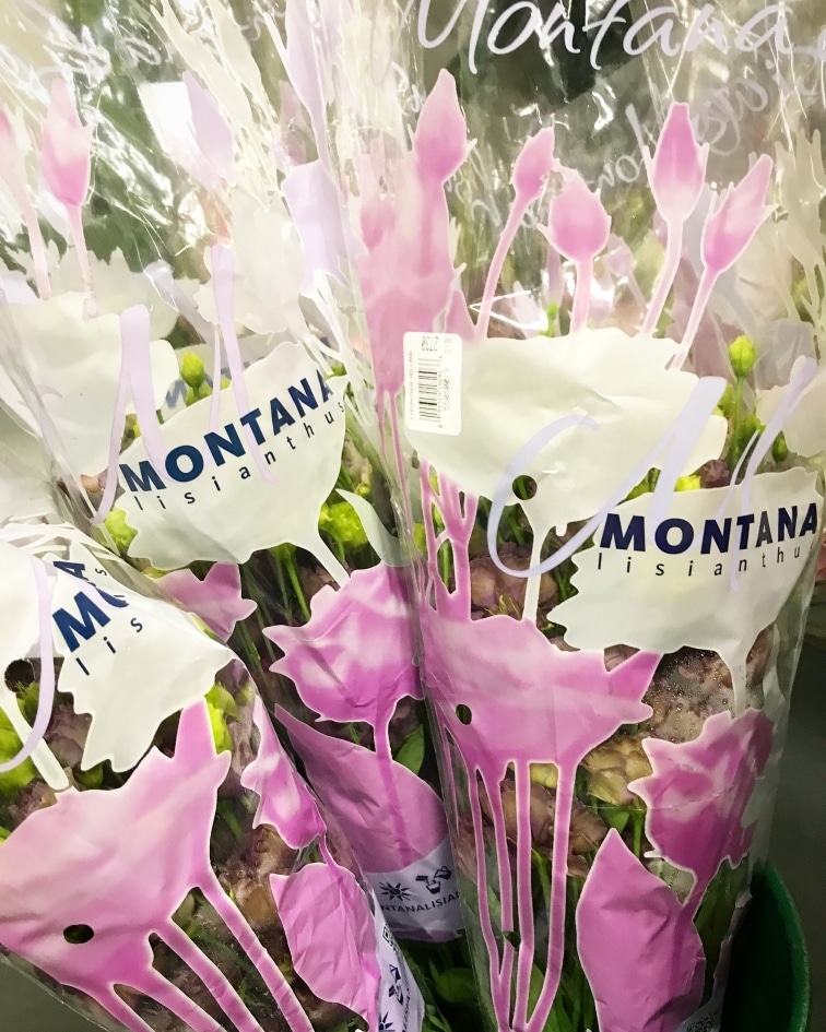 Floral Fundamentals Grower Montana Lisianthus In Canada