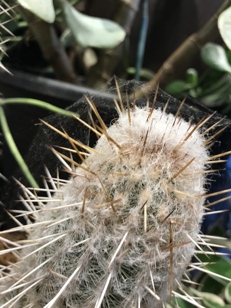 Web Covered Cactus